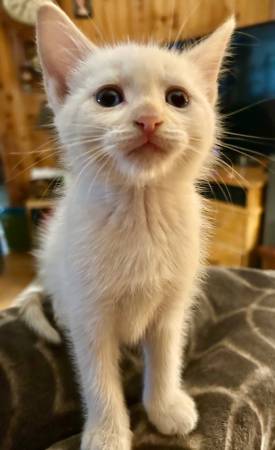 Flame Point Siamese to Rehome (Waterville)63761992479107124