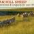 HAMPSHIRE/SUFFOLK YEARLING RAMS 2 thumbnail