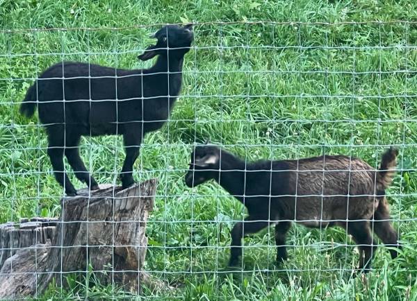 Goats 1
