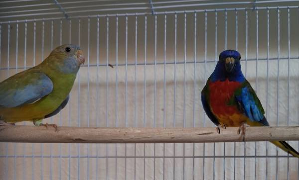 Scarlet Chested Parakeets (Killeen)63898901739395120