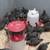 Pullets 1 thumbnail