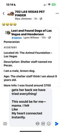 Hembra perdida, gran pastor alemán llamada Bella con microchip (NW)63907298489091120