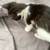 Tuxedo kitten 9 thumbnail