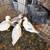 Call Ducks 1 thumbnail