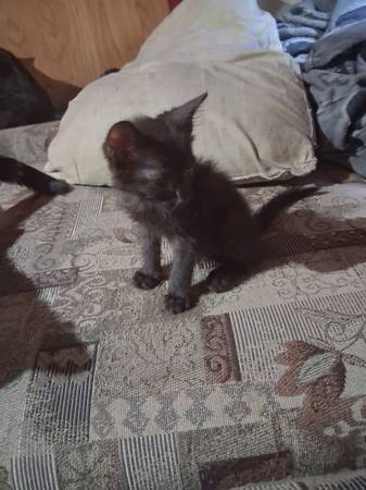 Hand Raised Kittens (Phoenix)63967288126466121
