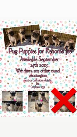 Pug (Compton)63893601132034124