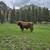 Scottish highland Bull 2 thumbnail