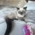 kitten 1 thumbnail