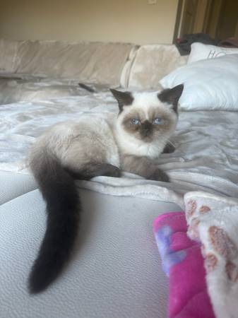 kitten 1