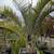 Triangle Palm Tree 3 thumbnail