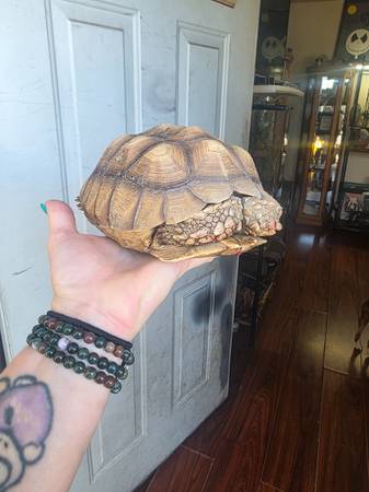 ? Baby Sulcata Tortoises turtle - $80 (Manteca) (Manteca)63848874260993124