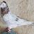 Armenian tumblers extra male pigeons 1 thumbnail
