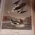 1st Edition 1937 The Birds of America Audubon Lithograph 7 thumbnail