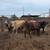 8 bred braford heifers 15 thumbnail