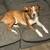 Owner passed away - Rehoming another dog 3 thumbnail