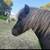 Miniature horse pony 2 thumbnail