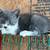 Kittens: Free 2 thumbnail