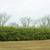 Clumping Alphonse Karr Bamboo 4 thumbnail