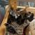 Chicks and Ducks For Sale 1 thumbnail