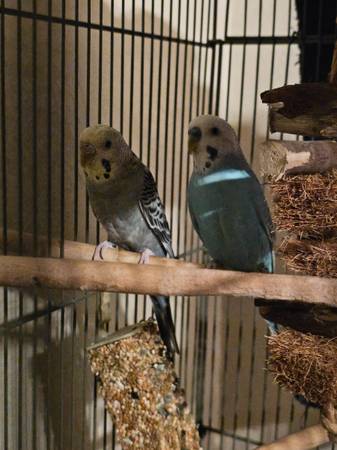 Parakeets and cage 1
