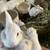 Bunnies 2 thumbnail