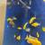 African Cichlid Peakcock's & Haplochromis Nyererei Juvenile Fish 1 thumbnail