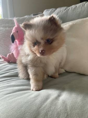 Rehoming pups (Hampton)63882942462723120