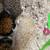 Bonded Mom & Baby Hedgehog 3 thumbnail