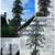 🌲🚛🚚TREE SERVICE AND STUMP GRINDING🚚🌴🌲 6 thumbnail