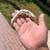 Reptiles 3 thumbnail