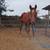 Stud stallion & filly colt 2 thumbnail