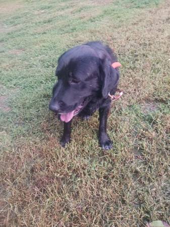 Mezcla de Labrador Negro (Chuckey)63822614137731121