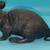 Set of 2 GREENBRIER INT'L Plastic Black Mouse / Rat Figurine Halloween 2 thumbnail