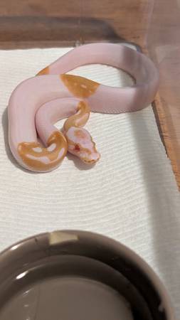 Hatchling Albino Pieds (YONKERS)63887462926339121