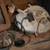 2 EZGO 2stroke golfcart engines and parts. 2 thumbnail