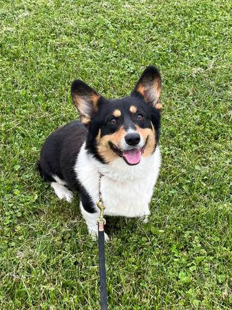Corgi (White Hall)63924991823874120
