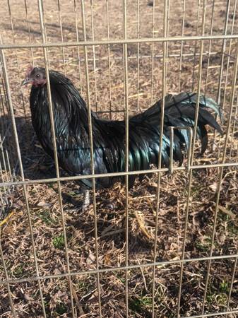 Bantam Black Sumatra show quality Roosters 1