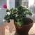 Geranium Flower Plant  Fuchsia color 5 thumbnail
