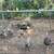 4 months old turkeys 2 thumbnail
