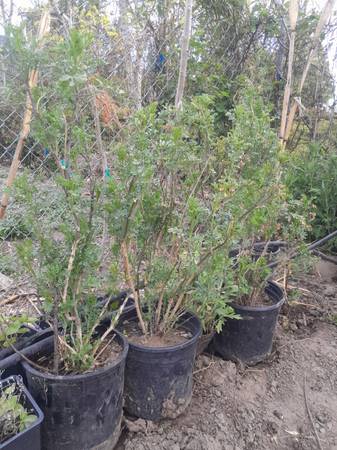 Plantas de ruda, orégano y menta por 10 USD y 5 USD (Moses Lake, WA)