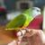 Senegal parrots 2 thumbnail