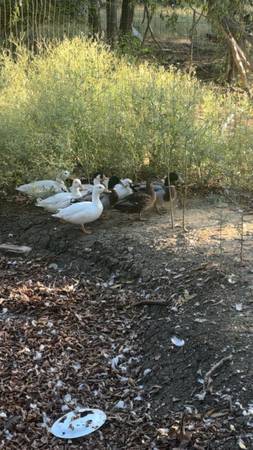 Call Duck Mix 1