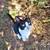 Kittens need rehoming 7 thumbnail