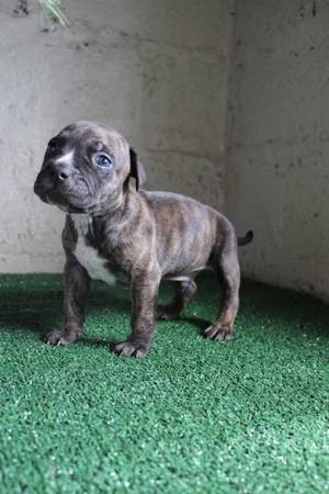 XL pocket bully 1