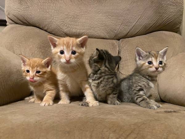 cute kittens (Wilkesboro)63953271383042122