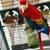 Parrot 4 thumbnail