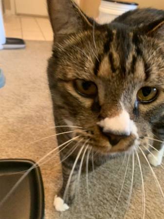Lost Cat - Stitch. Gray tabby - Arvada, CO (Arvada)63679587360003124