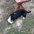 Border Collies 5 thumbnail