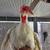 Rooster 1 thumbnail