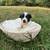 German shepherd mix puppies 14 thumbnail